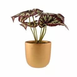 Dunelm Begonia In Gold Pot -clocks Sales Store 30766510 alt05