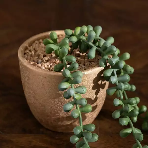 Dunelm String Of Pearls In Gold Pot 2 Dunelm String Of Pearls In Gold Pot - Image 2