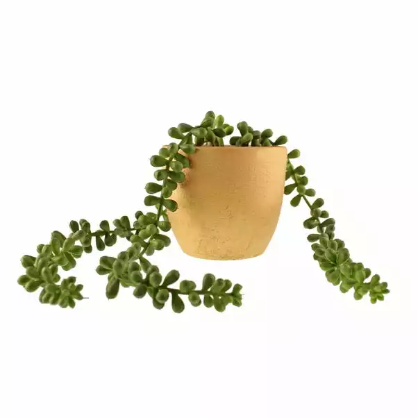 Dunelm String Of Pearls In Gold Pot 4 Dunelm String Of Pearls In Gold Pot - Image 4