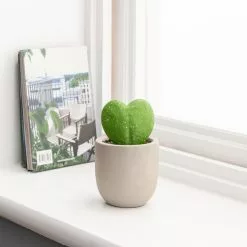 Dunelm Sweetheart Plant In Cement Pot