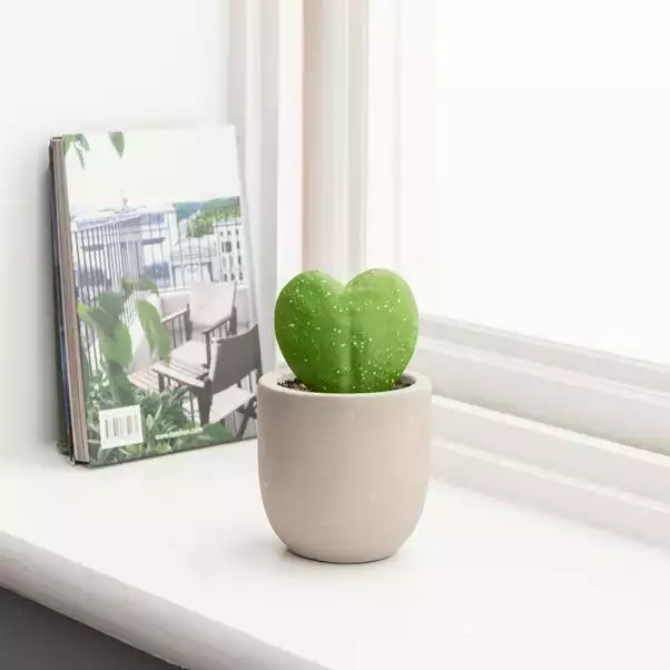 Dunelm Sweetheart Plant In Cement Pot 1 Dunelm Sweetheart Plant In Cement Pot