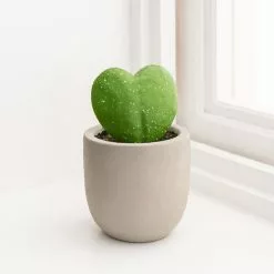 Dunelm Sweetheart Plant In Cement Pot 6 Dunelm Sweetheart Plant In Cement Pot -clocks Sales Store 30766552 alt02