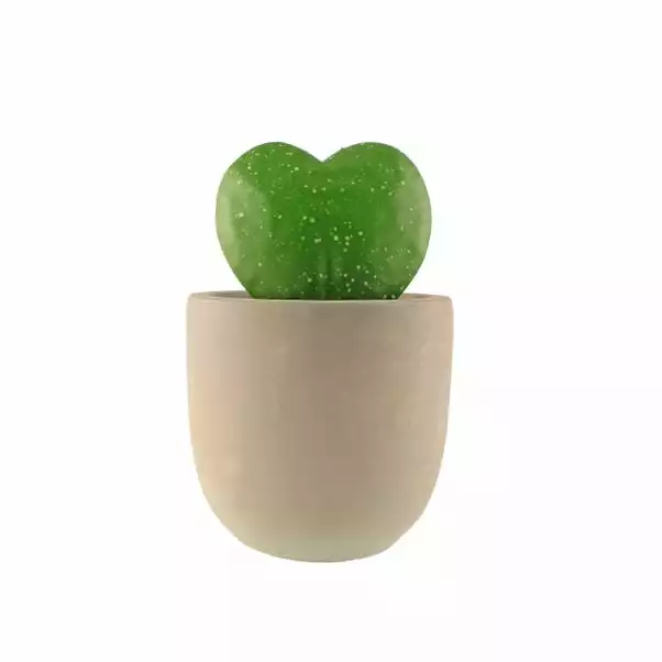 Dunelm Sweetheart Plant In Cement Pot 4 Dunelm Sweetheart Plant In Cement Pot - Image 4