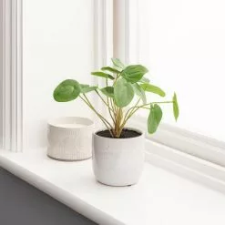 Dunelm Chinese Money Plant Reactive Glaze