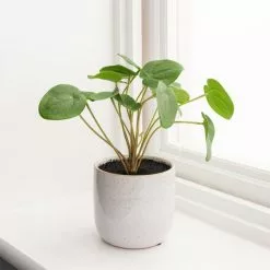 Dunelm Chinese Money Plant Reactive Glaze -clocks Sales Store 30766553 alt03