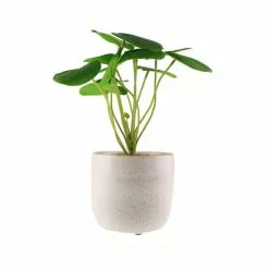 Dunelm Chinese Money Plant Reactive Glaze -clocks Sales Store 30766553 alt05