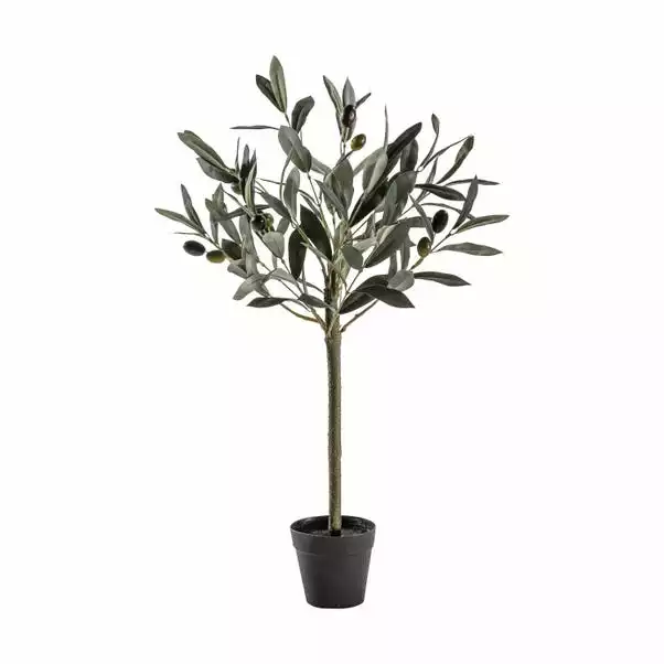 Cedar & Sage Hurst Olive Tree Small 2 Cedar & Sage Hurst Olive Tree Small - Image 2