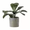 Cedar & Sage Kalanchoe Gold Ceramic Pot