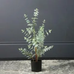 Scottish Everlastings Eucalyptus Tree 70cm
