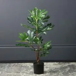 Scottish Everlastings Fig Tree 71cm