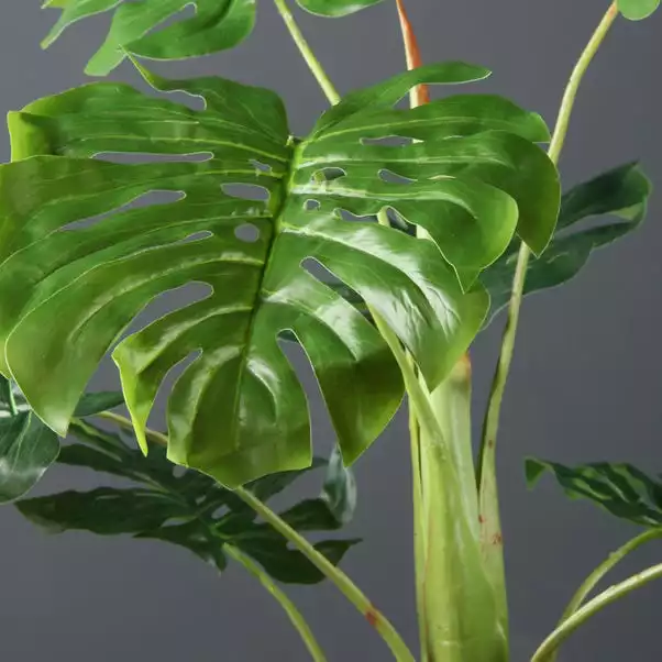 Scottish Everlastings Monstera Tree 110cm 2 Scottish Everlastings Monstera Tree 110cm - Image 2