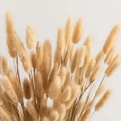 Dunelm Natural Dried Lagurus Bundle 80g -clocks Sales Store 30786723 alt02