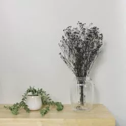 Dunelm Preserved Gypsophila Black Bundle 40g