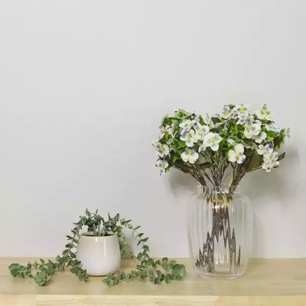 Dunelm Pack Of 6 Cream Pansy Bundle 1 Dunelm Pack Of 6 Cream Pansy Bundle