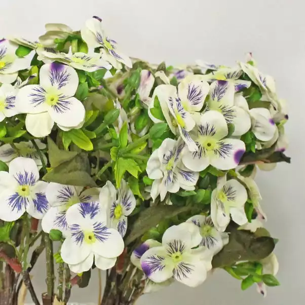 Dunelm Pack Of 6 Cream Pansy Bundle 2 Dunelm Pack Of 6 Cream Pansy Bundle - Image 2