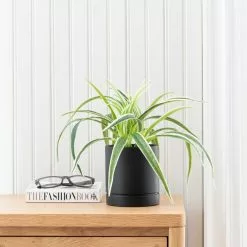 Dunelm Spider Plant In Black Cement Pot