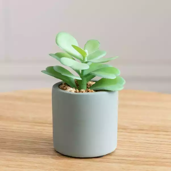 Dunelm Jade Succulent In Pacific Pot 2 Dunelm Jade Succulent In Pacific Pot - Image 2