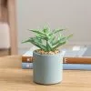 Dunelm Succulent In Pacific Pot