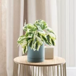 Dunelm Artificial Devils Ivy In Pacific Pot