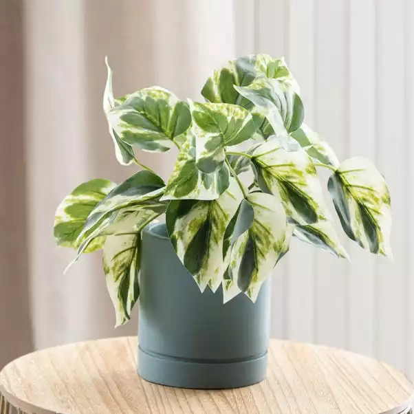 Dunelm Artificial Devils Ivy In Pacific Pot 3 Dunelm Artificial Devils Ivy In Pacific Pot - Image 3