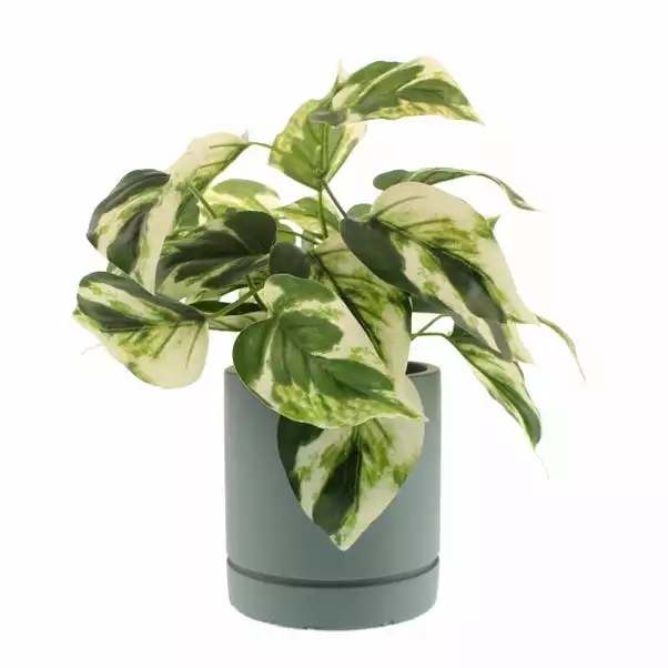 Dunelm Artificial Devils Ivy In Pacific Pot 4 Dunelm Artificial Devils Ivy In Pacific Pot - Image 4