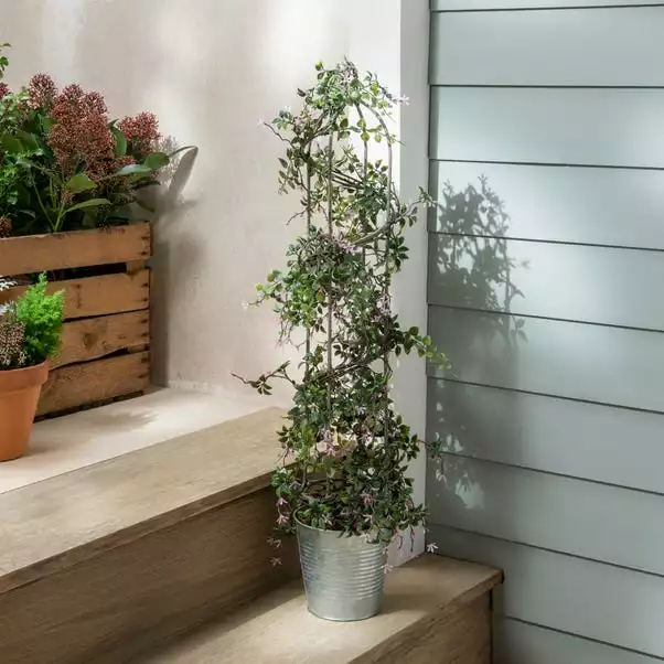 Dunelm Birdcage Shape Bonsai Plant 70cm 1 Dunelm Birdcage Shape Bonsai Plant 70cm