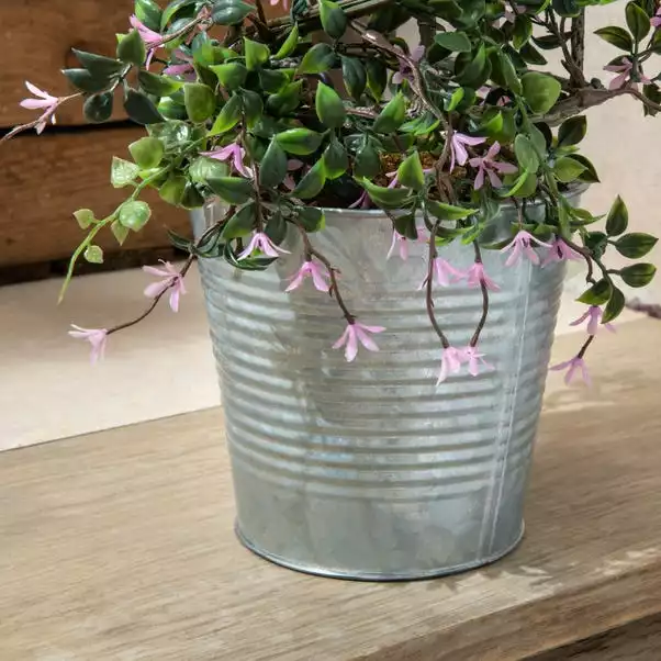 Dunelm Birdcage Shape Bonsai Plant 70cm 2 Dunelm Birdcage Shape Bonsai Plant 70cm - Image 2