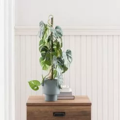 Dunelm Artificial Climbing Variegated Monstera In Pacific Pot