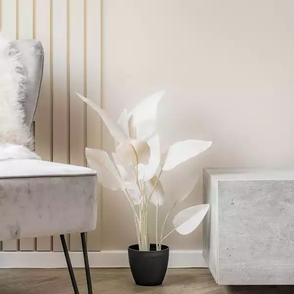 Scottish Everlastings 78cm Bird Of Paradise Natural 1 Scottish Everlastings 78cm Bird Of Paradise Natural