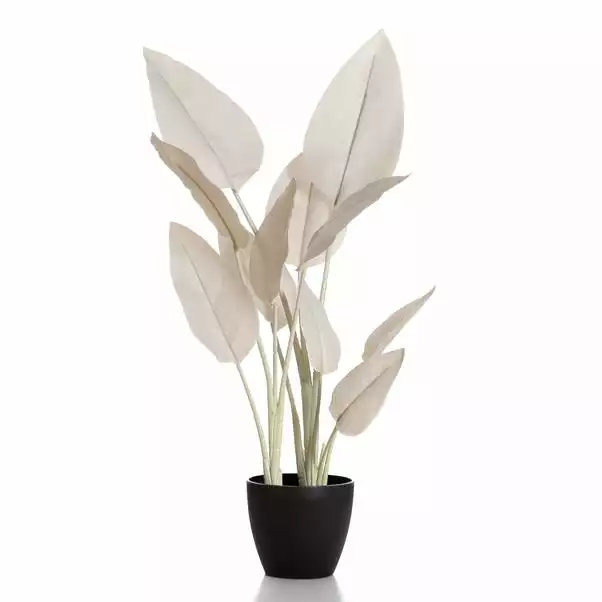 Scottish Everlastings 78cm Bird Of Paradise Natural 2 Scottish Everlastings 78cm Bird Of Paradise Natural - Image 2