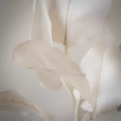 Scottish Everlastings 78cm Bird Of Paradise Natural 5 Scottish Everlastings 78cm Bird Of Paradise Natural -clocks Sales Store 30797235 alt02