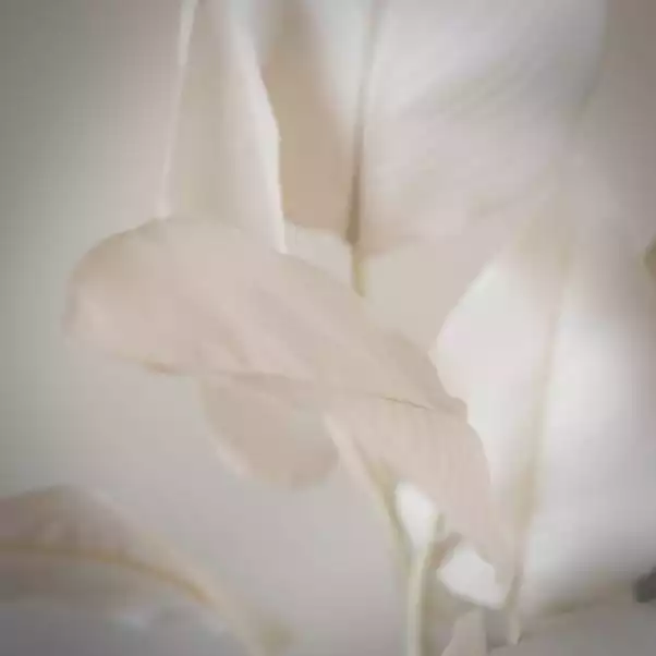 Scottish Everlastings 78cm Bird Of Paradise Natural 3 Scottish Everlastings 78cm Bird Of Paradise Natural - Image 3