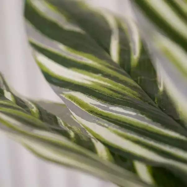 Scottish Everlastings 150cm Variegated Alpinia Plant 2 Scottish Everlastings 150cm Variegated Alpinia Plant - Image 2