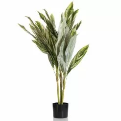 Scottish Everlastings 150cm Variegated Alpinia Plant 5 Scottish Everlastings 150cm Variegated Alpinia Plant -clocks Sales Store 30797239 alt02