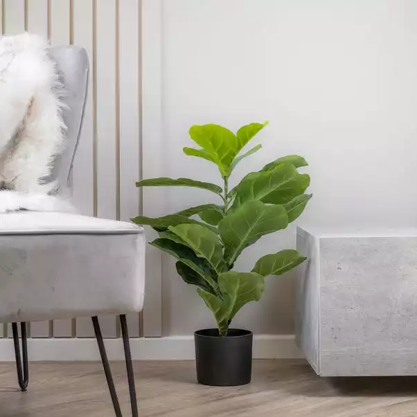 Scottish Everlastings 70cm Real Touch Fiddleleaf Fig 1 Scottish Everlastings 70cm Real Touch Fiddleleaf Fig