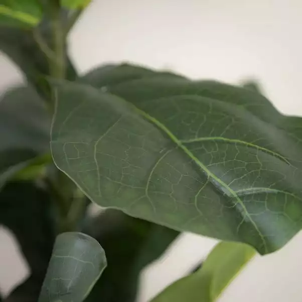 Scottish Everlastings 70cm Real Touch Fiddleleaf Fig 2 Scottish Everlastings 70cm Real Touch Fiddleleaf Fig - Image 2