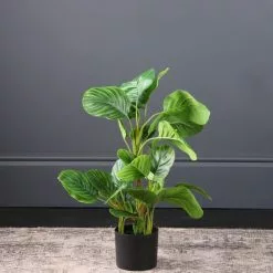 Scottish Everlastings Real Touch Arrowroot In Pot 70cm