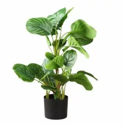Scottish Everlastings Real Touch Arrowroot In Pot 70cm -clocks Sales Store 30797249 alt02