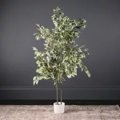 Scottish Everlastings Variegated Ficus Tree In White Pot 145cm