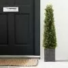 Dunelm Boxwood Cone Tree 90cm
